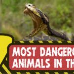 Top 10 Most Dangerous Animals in the World For 2024
